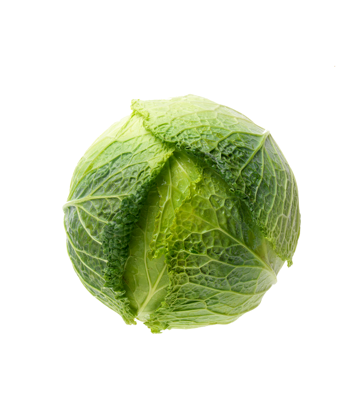 Cabbage Savoy