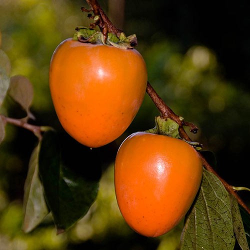 Persimmon Hachiya