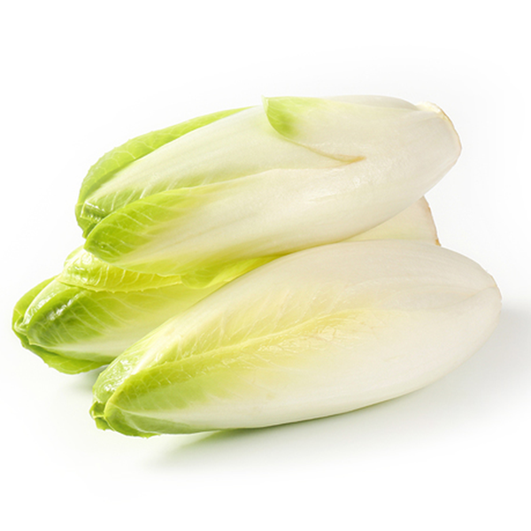 Belgium Endive